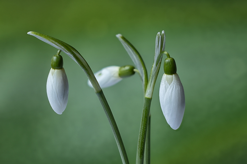 Picked some snowdrops from my garden