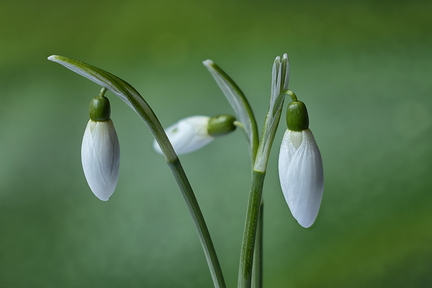 Feb 05 - Snowdrops