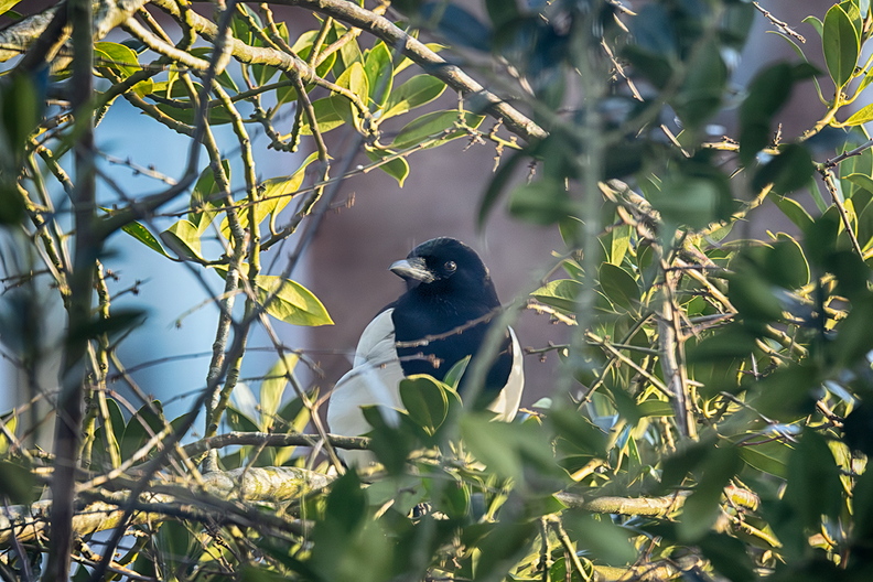 A magpie in my garden