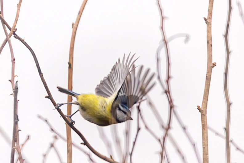 A blue tit flying away on a cold and grey day in my garden