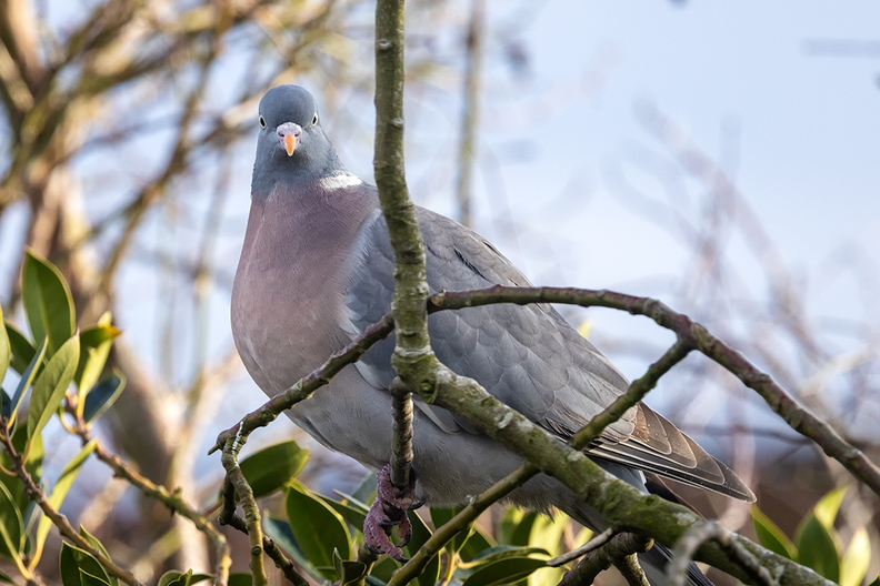 A pigeon in my garden
