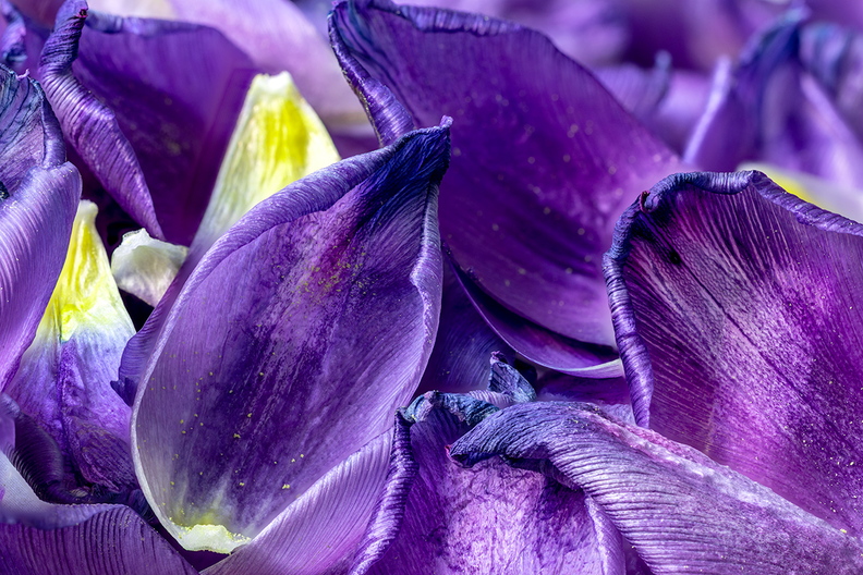 What's left of my purple tulips