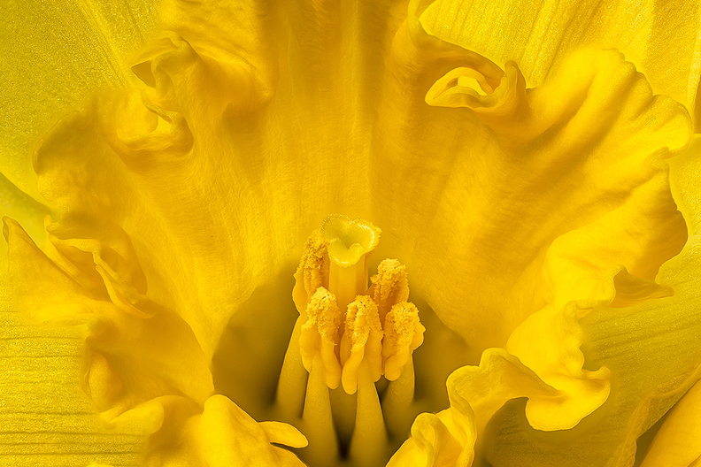 The inside of a daffodil