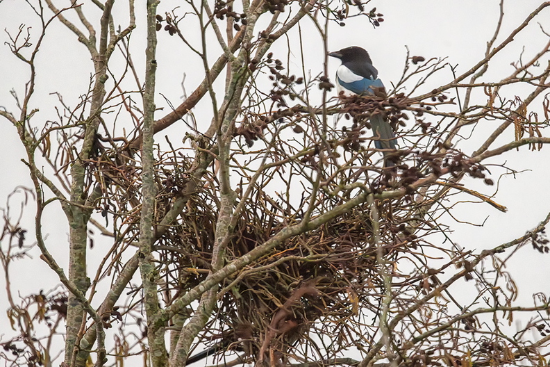The magpies across the street are busy with their nest again