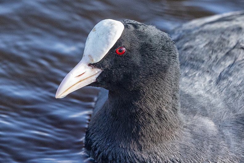 Portrait of a coot in the field
