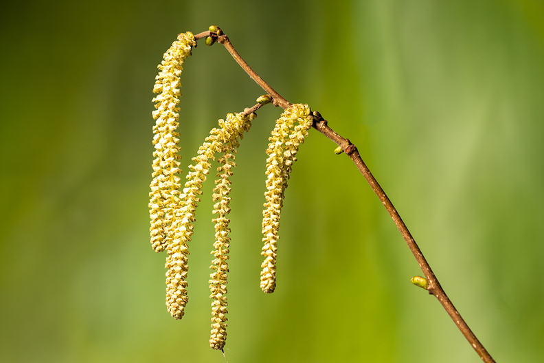 Picked from the blooming hazel in my windy garden