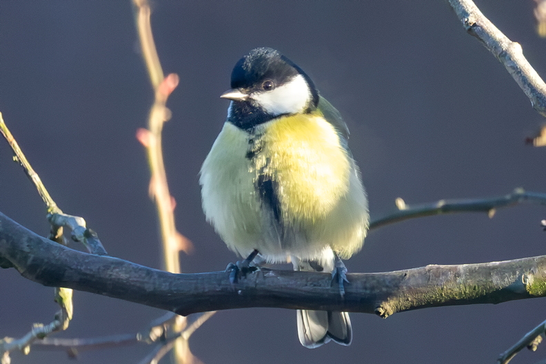 A great tit in my sunny garden