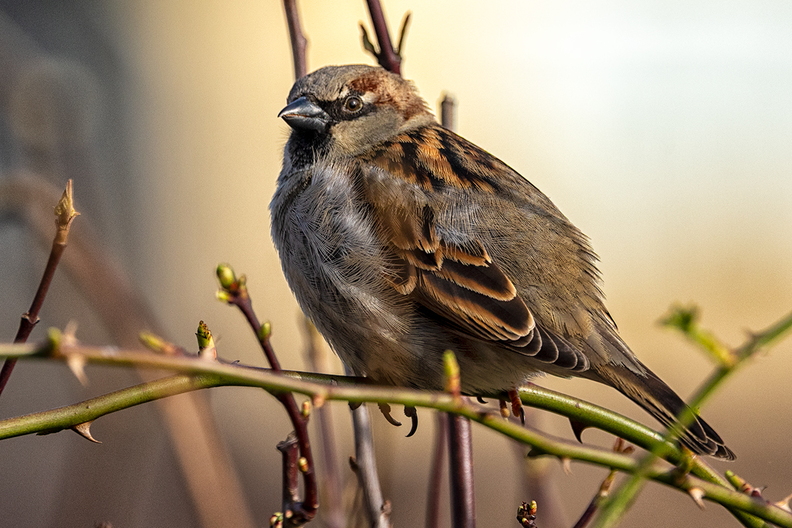 A sparrow in my hedge