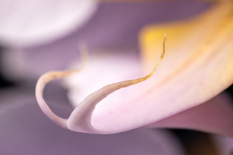 Detail of an orchid