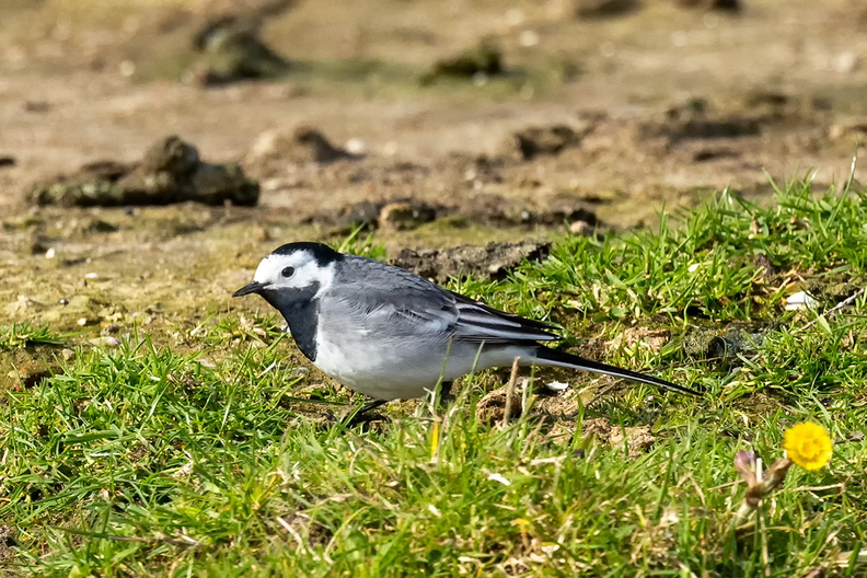 A white wagtail in the field