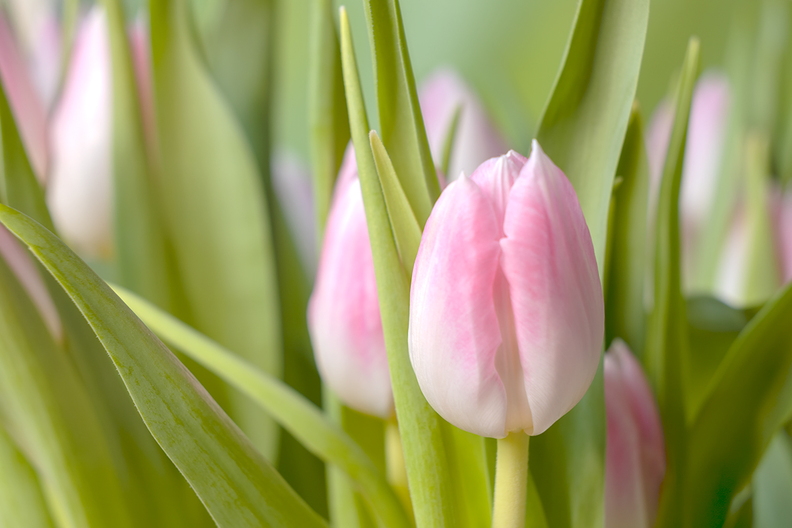 Fresh tulips in the house