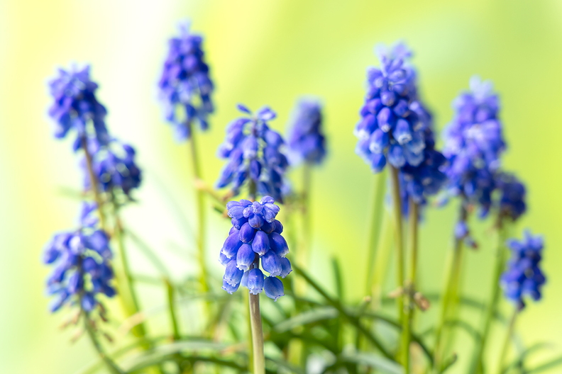 Leftovers from last year, blooming again