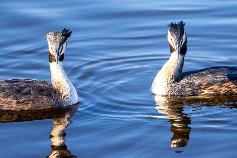 Two great crested grebes in the field