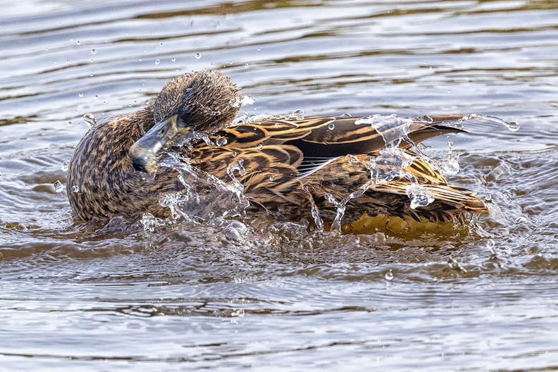 A duck busy with what ducks are doing