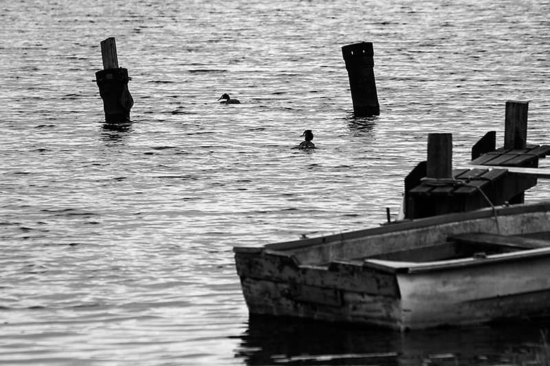 Apr 07 - Boat and birds