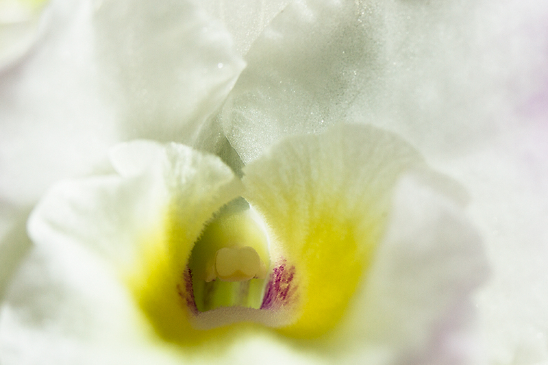 Apr 27 - Detail of a flower